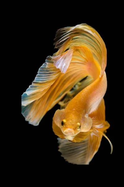 Vertical Shot Siamese Fighting Fish Isolated Dark Background — Stock Photo, Image