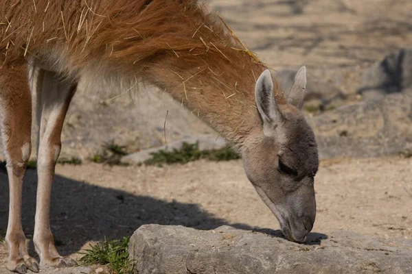 The close-up of Guanaco eating fodder from the ground