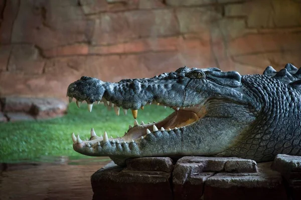 Вид Сбоку Головы Американского Аллигатора Alligator Mississippiensis Открытой Челюстью Камнях — стоковое фото