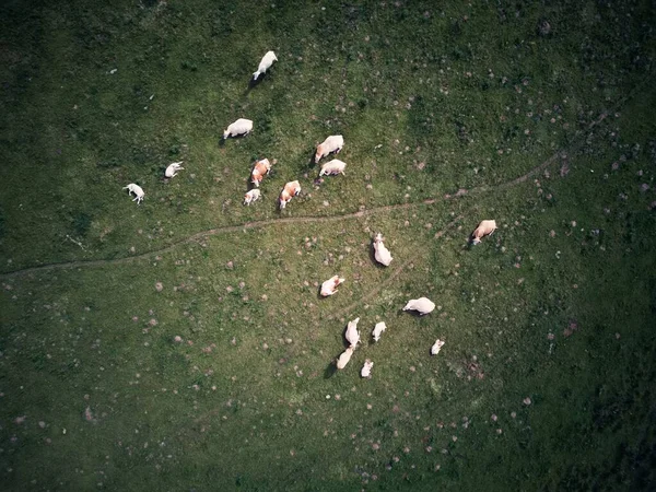 Uma Visão Aérea Bando Ovelhas Pastando Descansando Campo Verde — Fotografia de Stock