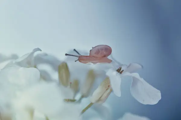 Крупним Планом Рожевий Равлик Білій Квітковій Лампочці — стокове фото