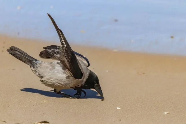 Eine Nahaufnahme Einer Entzückenden Krähe Mit Kapuze Die Sandstrand Nach — Stockfoto