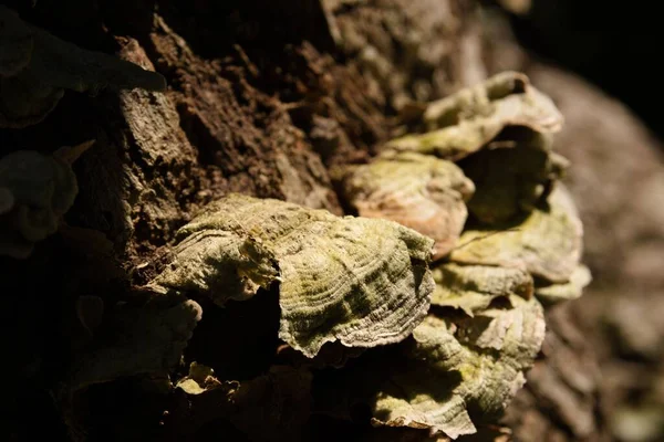 Zbliżenie Ujęcie Grzybów Półki Polypore Drzewie — Zdjęcie stockowe