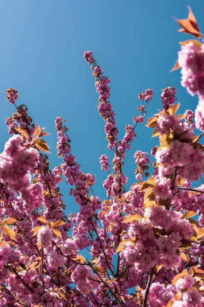 Vertikal Låg Vinkel Körsbär Blomma Mot Blå Himmel Bakgrund — Stockfoto