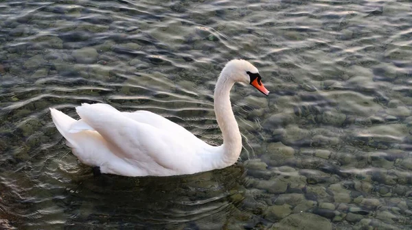 Uma Bela Vista Cisne Gracioso Flutuando Lago — Fotografia de Stock