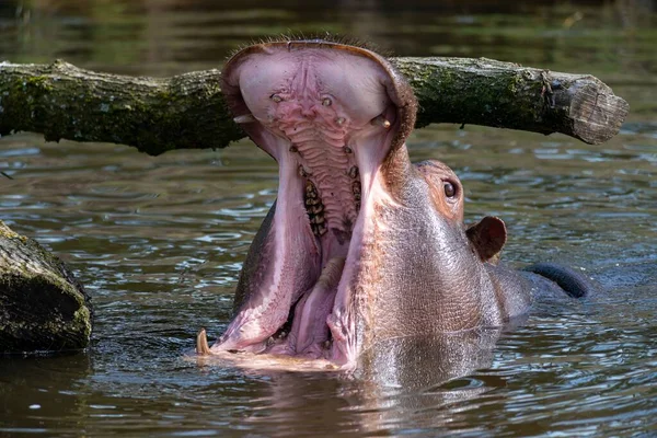 Närbild Bild Den Öppna Munnen Flodhäst Vattnet Nederländerna Safari Park — Stockfoto