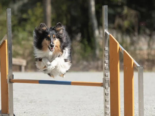 Rough Collie Átugrik Egy Mozgékonysági Akadályt Egy Kutya Mozgékonysági Tanfolyam — Stock Fotó