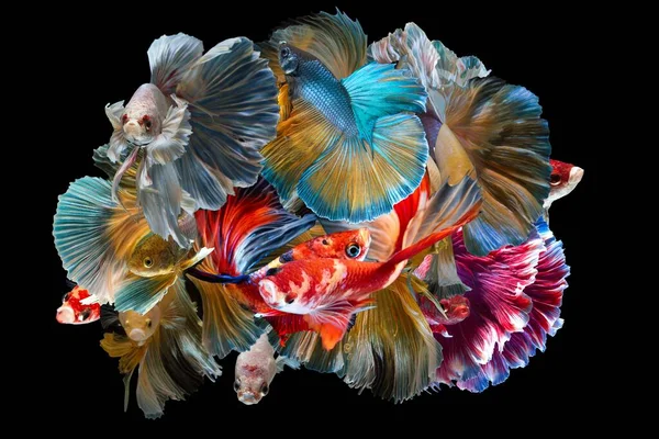 Zestaw Kolorowych Syjamskich Walczących Ryb Powszechnie Znanych Jako Betta Ciemnym — Zdjęcie stockowe