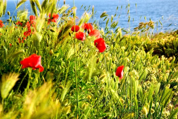 Campos Amapolas Junto Mar Salento Italia — Foto de Stock