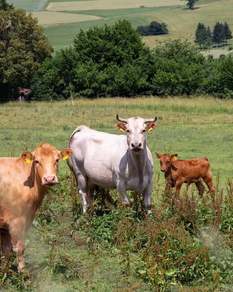 Tiro Vertical Vacas Campo Olhando Para Câmera — Fotografia de Stock