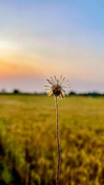 Gün Batımında Tarlada Bir Karahindibanın Taraxacum Dikey Yakın Çekimi — Stok fotoğraf