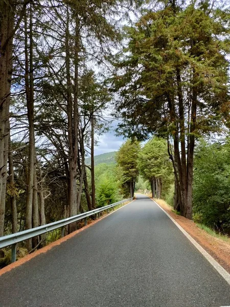 Road Flanked Pine Trees Cloudy Spring Day — Stock Photo, Image