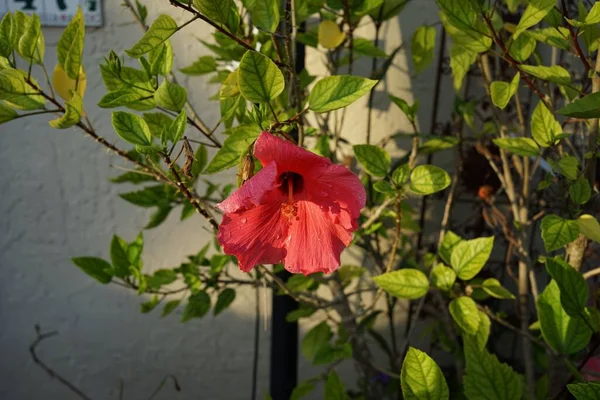 Une Belle Fleur Hibiscus Rouge Sur Une Branche Arbre Dans — Photo