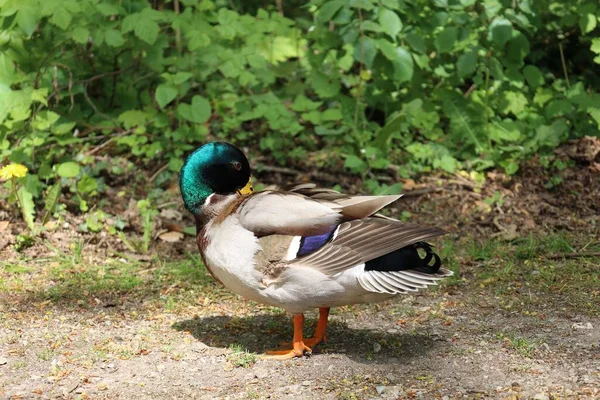 Een Close Shot Van Een Wilde Eend Grond — Stockfoto