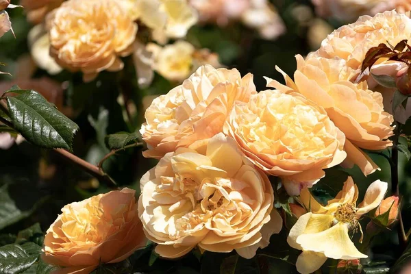 Βερίκοκα Τριαντάφυλλα Πλήρη Άνθιση Στον Ήλιο Θολή Φόντο — Φωτογραφία Αρχείου