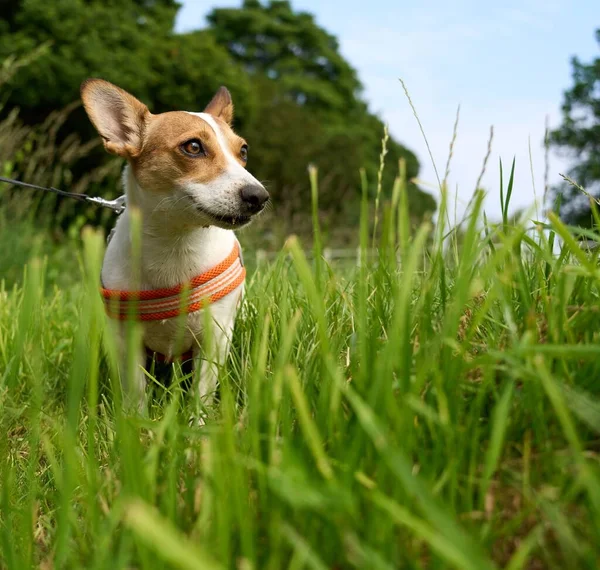 Primer Plano Lindo Cachorro Jack Russell Terrier Con Collar Sentado —  Fotos de Stock