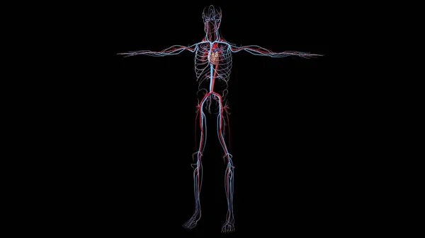 Візуалізація Кровоносної Системи Людини — стокове фото