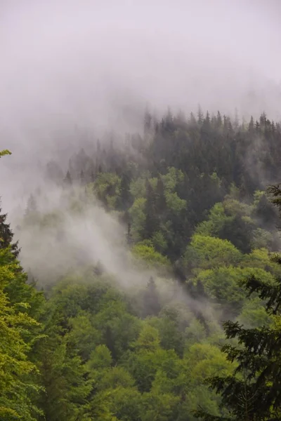 Vertikal Bild Skog Insvept Dimma Karpatiska Bergen Rumänien — Stockfoto