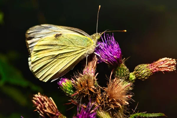 Olhar Atento Sobre Uma Borboleta Branca Habitat Natural Plantas Coloridas — Fotografia de Stock