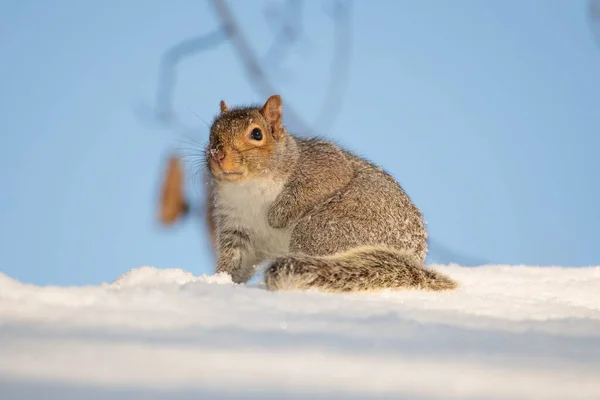 Nahaufnahme Eines Kleinen Braunen Eichhörnchens Auf Einem Verschneiten Feld — Stockfoto