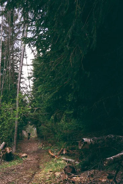 Camino Angosto Bosque — Foto de Stock