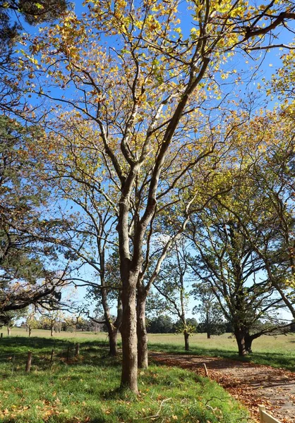 Μια Κάθετη Λήψη Ενός Μονοπατιού Που Περιβάλλεται Από Δέντρα Ένα — Φωτογραφία Αρχείου