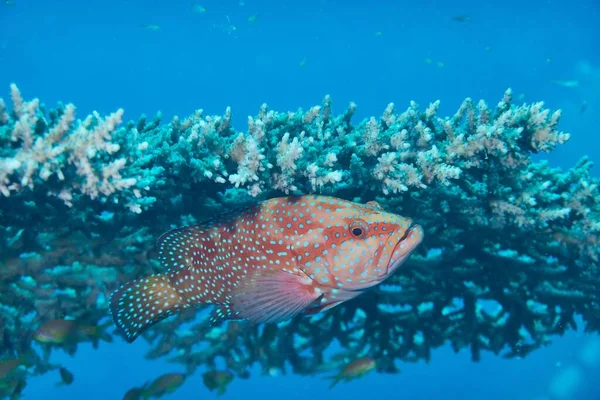 Peixe Poleiro Jóia Mar Vermelho Marsa Alam Egito — Fotografia de Stock