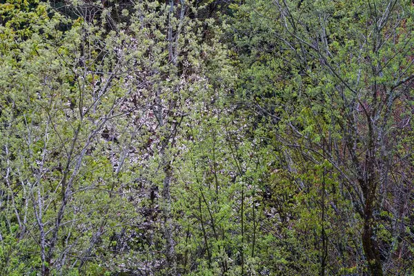 森の鬱蒼とした木々 — ストック写真