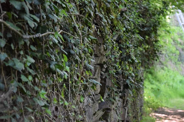 Una Hiedra Silvestre Creciendo Por Toda Pared Piedra — Foto de Stock