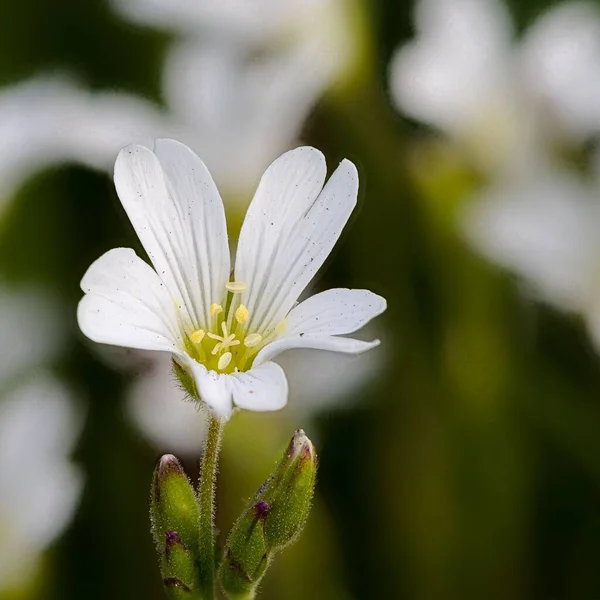 野のセラステウムの花のクローズアップ — ストック写真