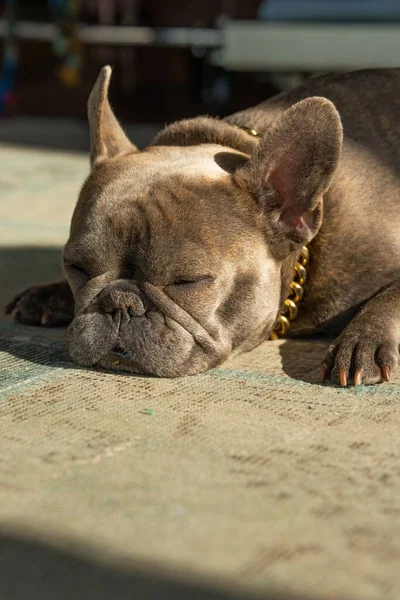 法国斗牛犬躺在地毯上睡觉的垂直镜头 — 图库照片