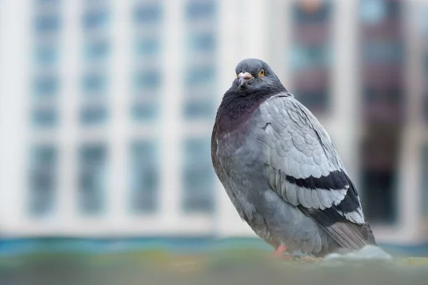 Closeup Shot Cute Pigeon — Stock Photo, Image