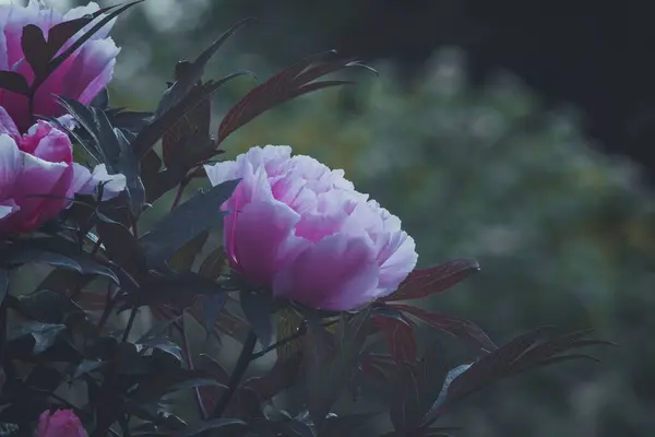 Primer Plano Una Flor Peonía Rosa Paeonia —  Fotos de Stock