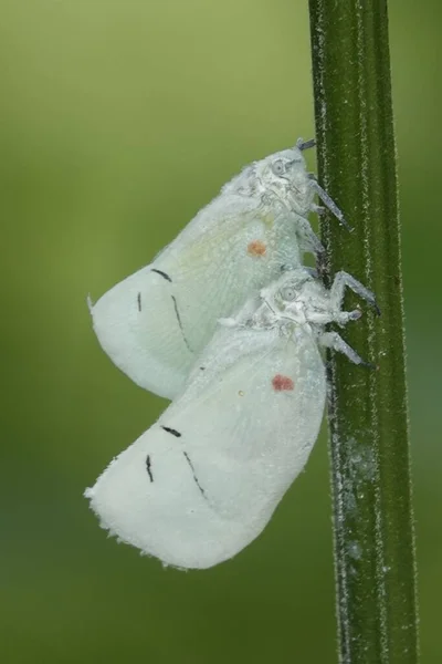 Vertikal Närbild Citrus Planthoppers Grön Stam — Stockfoto