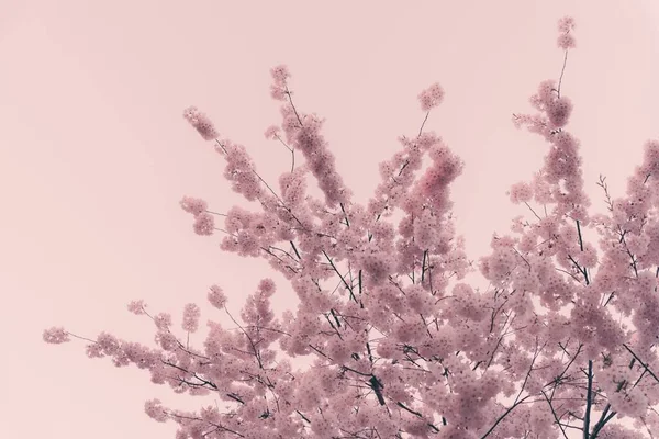 Крупный План Цветущих Ветвей Деревьев Розовыми Цветами Розовом Фоне — стоковое фото
