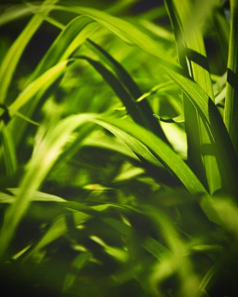 Gros Plan Herbe Verte Longues Feuilles Avec Lumière Soleil — Photo