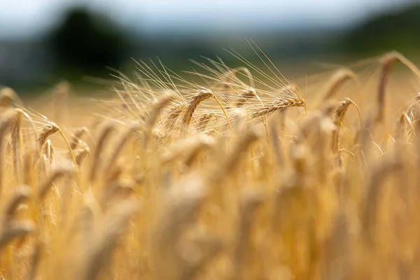 前景と背景がぼやけた金色の大麦のスパイクのクローズアップ 大麦の成熟スパイクの農村自然風景 — ストック写真
