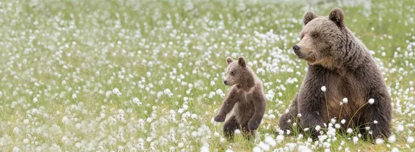Widok Matkę Niedźwiedzia Brunatnego Jej Małe Młode Środku Trawy Bawełnianej — Zdjęcie stockowe