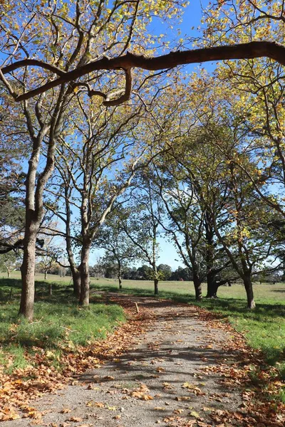 Вертикальний Отвір Стежки Оточений Деревами Парку Гайлендс Новий Південний Уельс — стокове фото