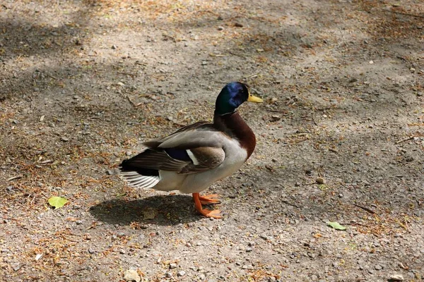 Een Close Shot Van Een Wilde Eend Grond — Stockfoto