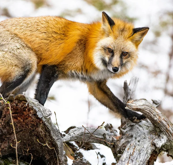 Een Close Opname Van Een Oranje Vos Klimmend Een Boom — Stockfoto