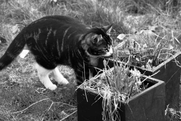 Graustufen Einer Gestreiften Katze Die Der Nähe Der Blumentöpfe Steht — Stockfoto