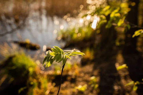 Galho Com Folhas Verdes Jovens Luz Solar — Fotografia de Stock