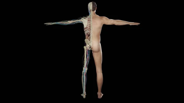 人体の骨格と断面の3D可視化 — ストック写真
