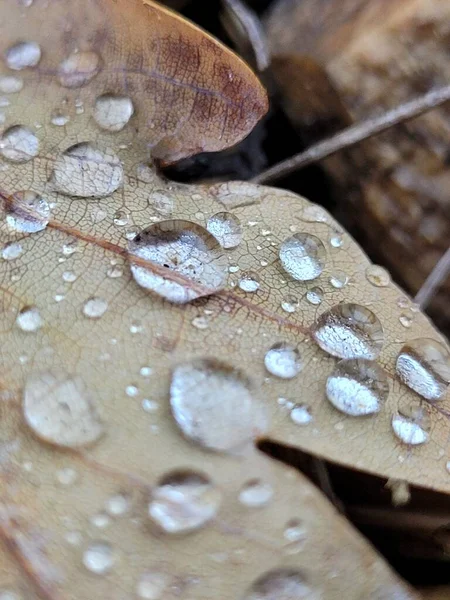 Closeup Shot Water Droplets Dry Leaf — Stock Photo, Image