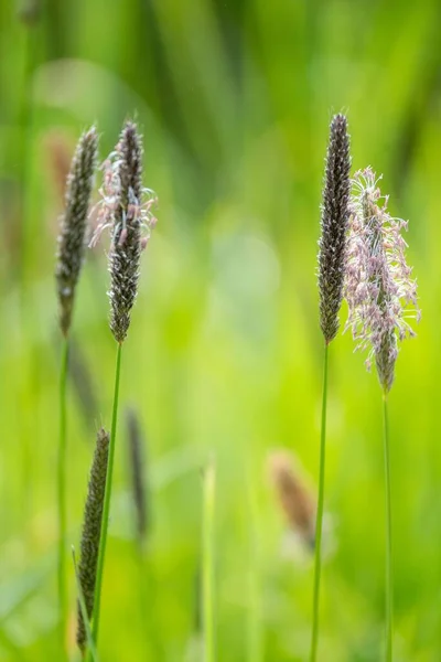 Primo Piano Della Coda Volpe Prato — Foto Stock