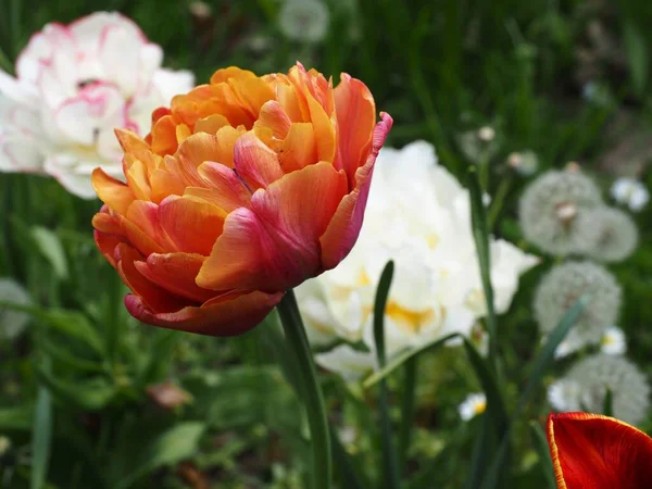 Selektywny Ogniskowanie Dwukolorowy Tulip Parku — Zdjęcie stockowe