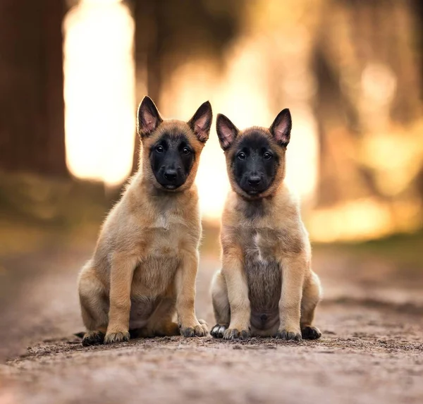 Egy Gyönyörű Két Kiskutya Belga Juhász Malinois Földön Egymás Mellett — Stock Fotó