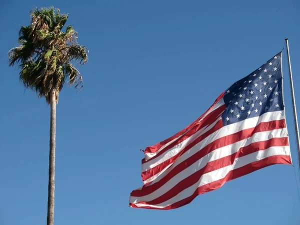 Bandeira Americana Voando Com Uma Palmeira Alta Fundo — Fotografia de Stock