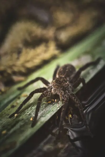 Крупним Планом Знімок Павука Зеленому Листі — стокове фото